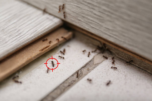 Best Pest Control for Restaurants  in Fairmount, NY