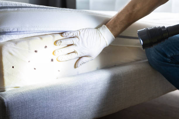 Best Flea Control Services  in Fairmount, NY