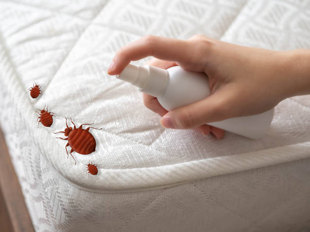 Best Spider Control Near Me  in Fairmount, NY