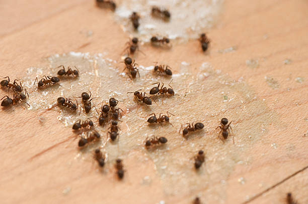 Best Wasp Removal Services  in Fairmount, NY