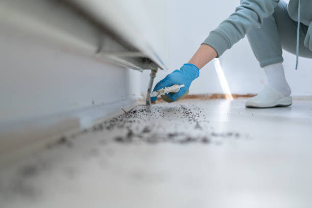 Best Insect Control  in Fairmount, NY